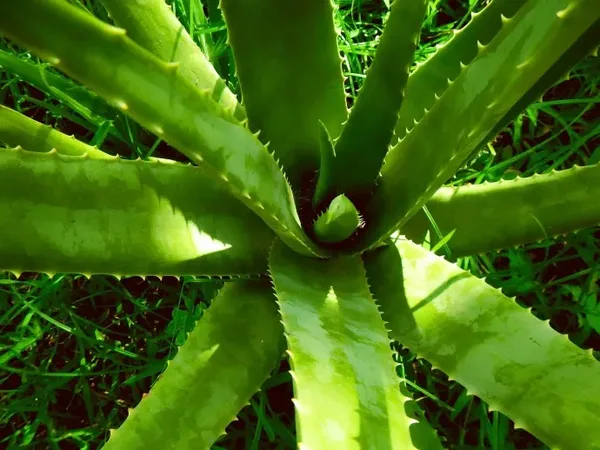 Aloe vera