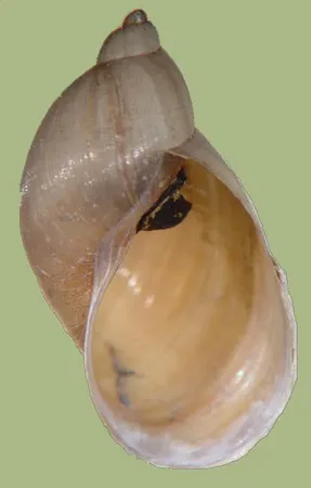 Snail shell